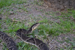 Bothrops moojeni