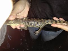 Caiman crocodilus fuscus