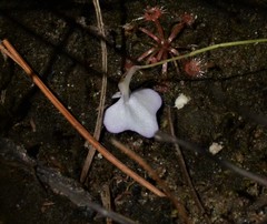 Utricularia leptorhyncha
