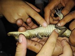 Caiman crocodilus fuscus