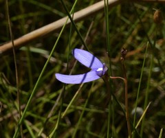Utricularia leptoplectra