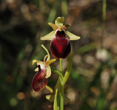 Ophrys helenae