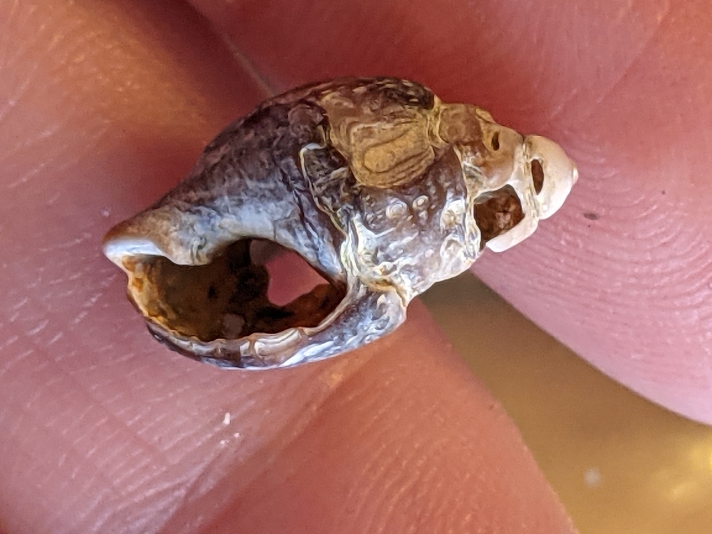 eastern mudsnail