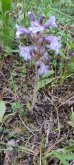 Phelipanche nana