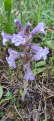 Phelipanche nana