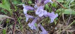 Phelipanche nana