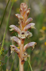 Orobanche amethystea amethystea