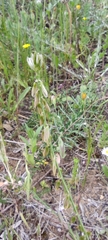 Polygala monspeliaca