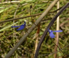 Utricularia leptoplectra