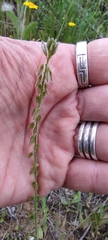 Polygala monspeliaca