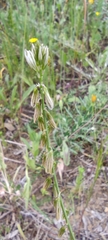 Polygala monspeliaca