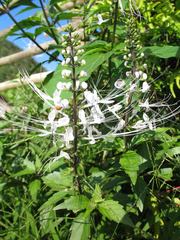 Orthosiphon aristatus