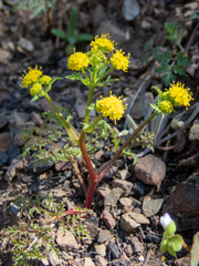 Sanicula saxatilis