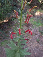 Lobelia tupa