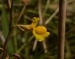 Utricularia odorata