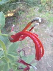 Lobelia tupa