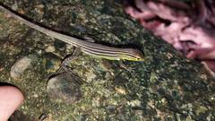 Cnemidophorus gaigei