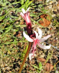 Nerine