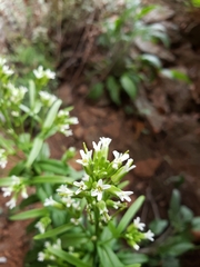Borodinia missouriensis
