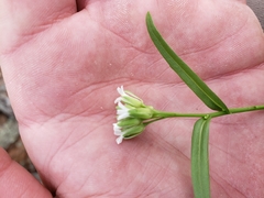 Borodinia missouriensis