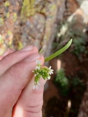 Borodinia missouriensis