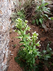 Borodinia missouriensis
