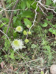 Fothergilla major