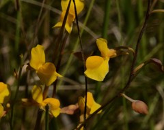 Utricularia odorata