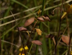 Utricularia odorata