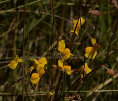 Utricularia odorata