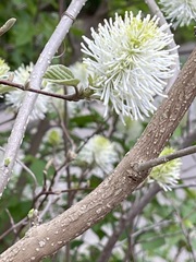 Fothergilla major