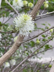 Fothergilla major