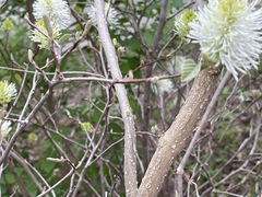 Fothergilla major
