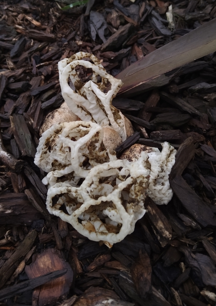 white basket fungus from Kew, Dunedin 9012, New Zealand on April 15