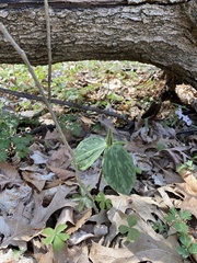 Trillium sessile