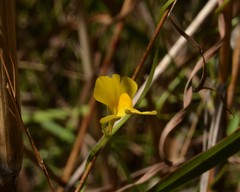 Utricularia involvens