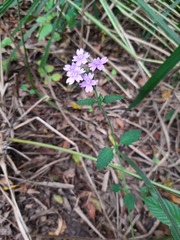 Verbena hirta