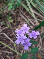 Verbena hirta