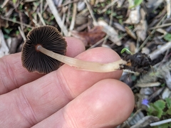 Psathyrella