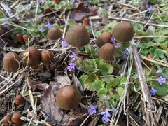 Psathyrella