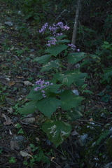 Peteravenia malvifolia