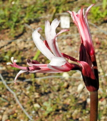 Nerine