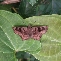 Nisoniades macarius