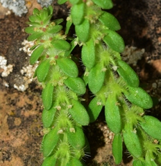 Valantia hispida