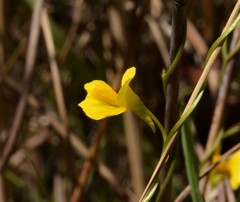 Utricularia involvens