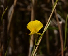 Utricularia involvens