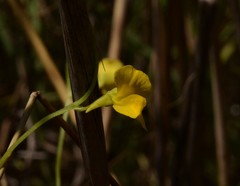 Utricularia involvens