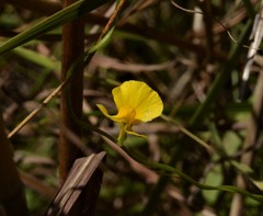 Utricularia involvens