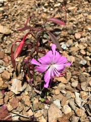 Clarkia breweri