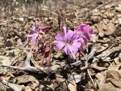 Clarkia breweri